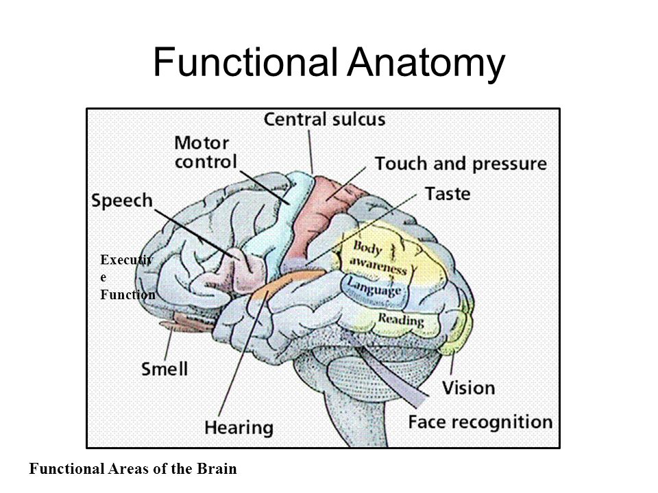Functional Areas of The Cerebral Cortex